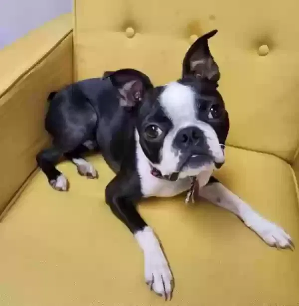 Lost dog in Matthews, NC, 28105