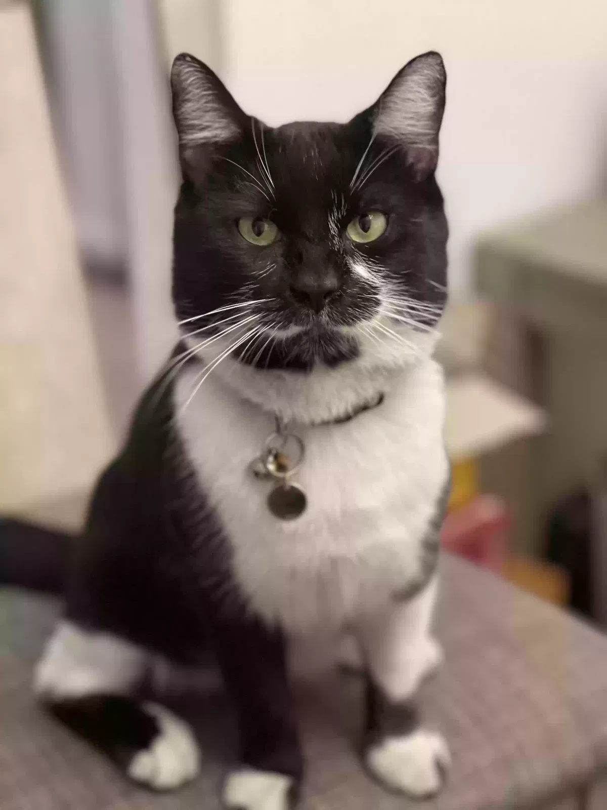Lost cat in Las Vegas, NV, 89106