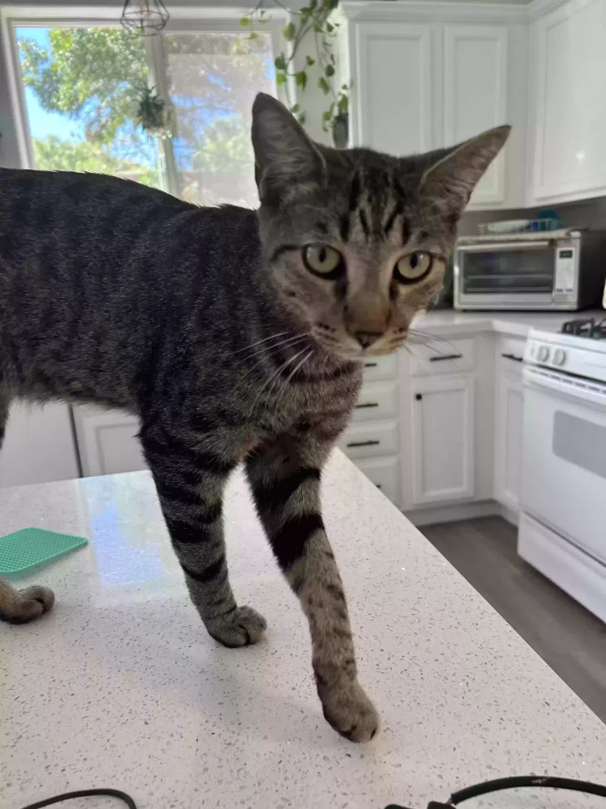 Lost cat in Las Vegas, NV, 89144