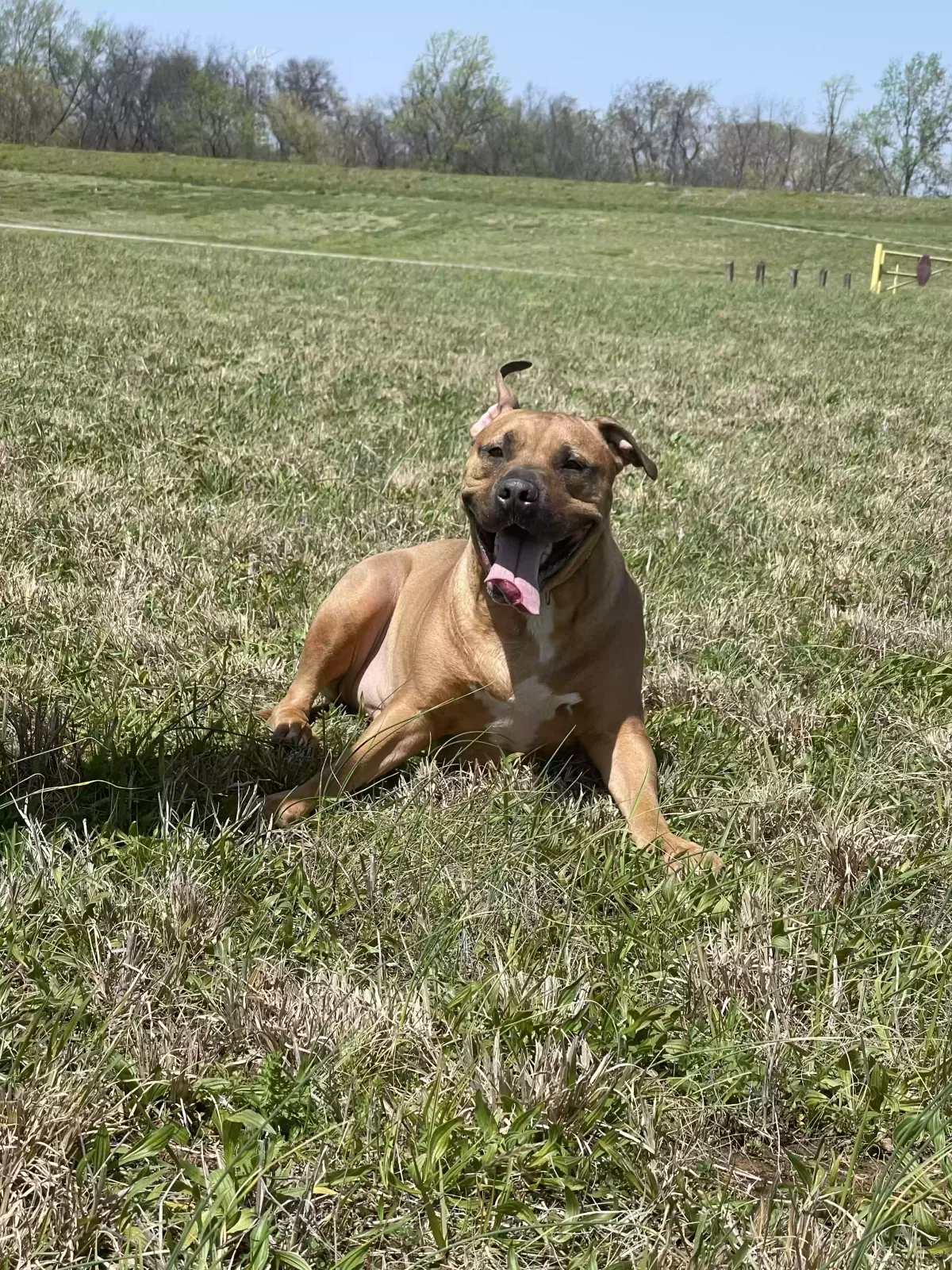 Lost dog in Kingston, TN, 37763