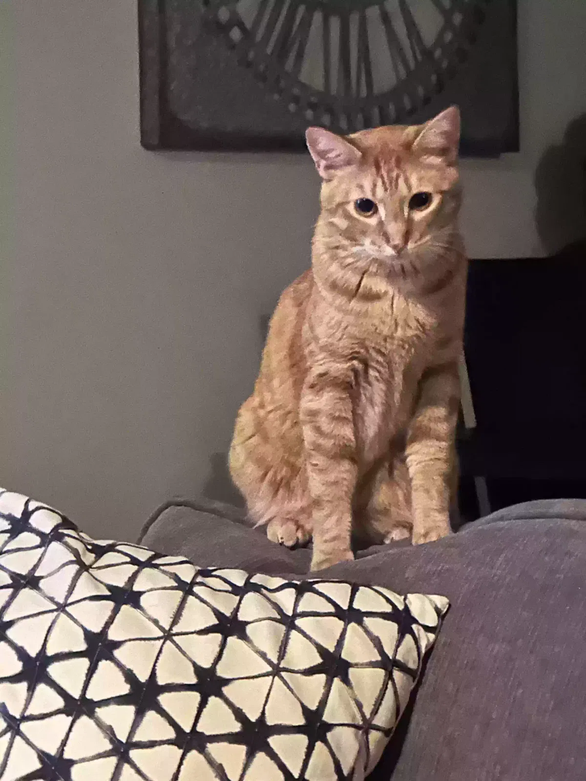 Lost cat in Mesa, AZ, 85212