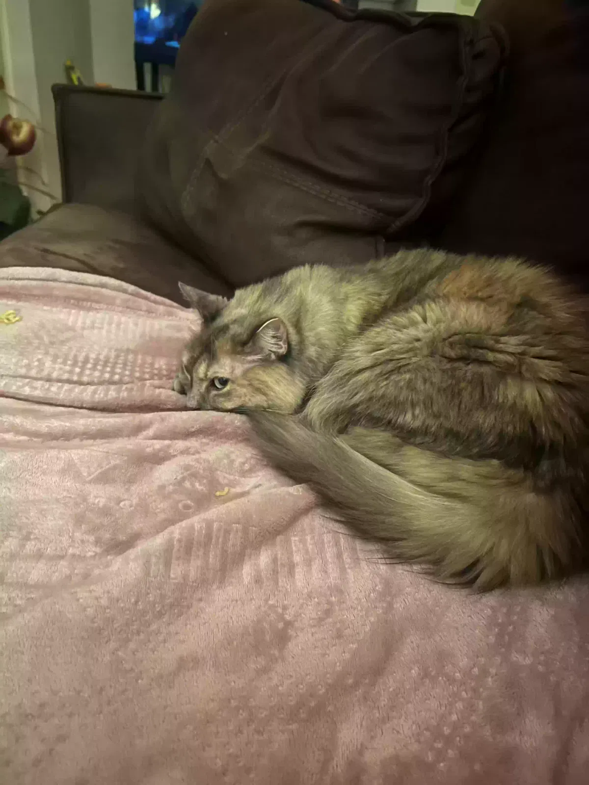 Lost cat in Cincinnati, OH, 45211