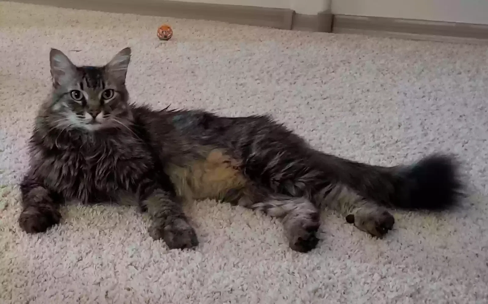 Lost cat in Mesa, AZ, 85215