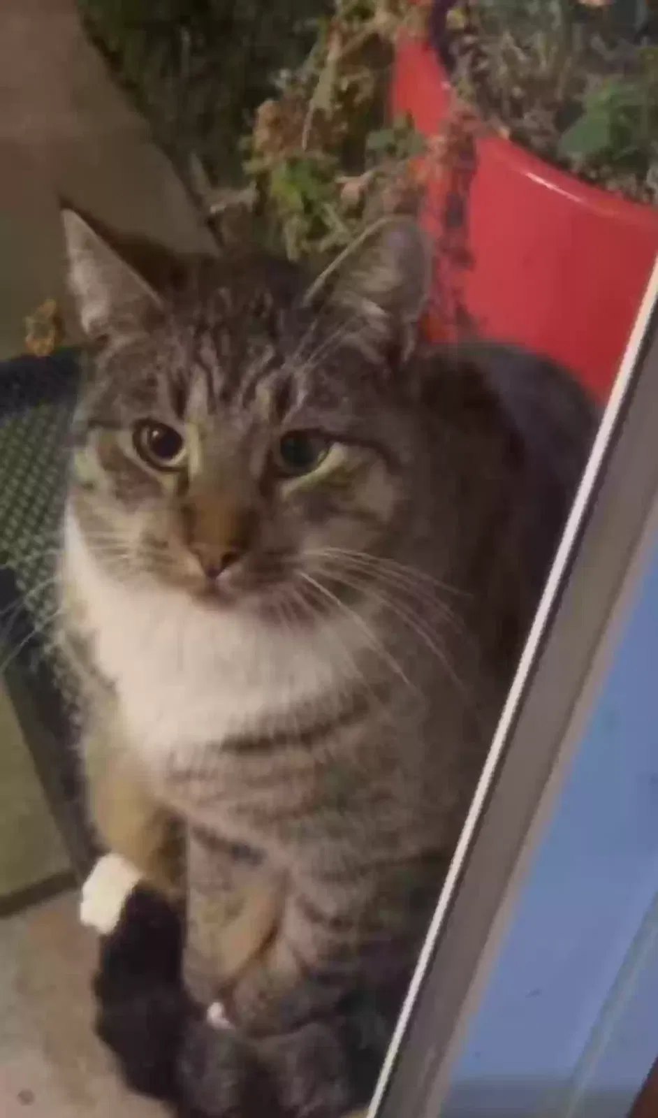 Lost cat in Boise, ID, 83704