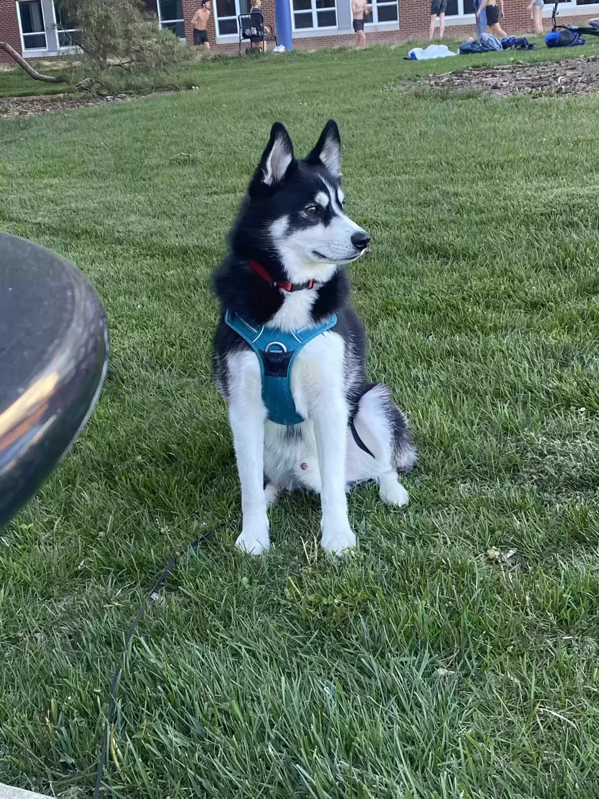Lost dog in Irvington, KY, 40146