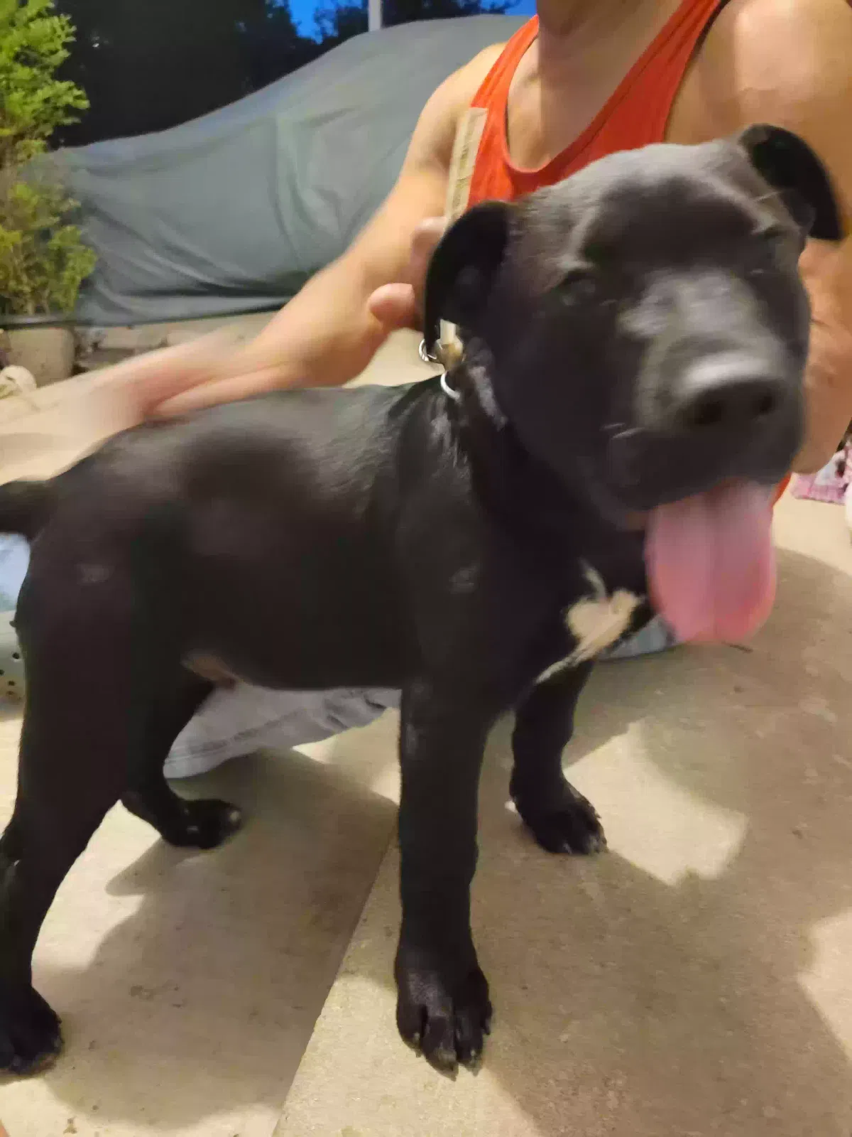 Found dog in Mesquite, TX, 75149
