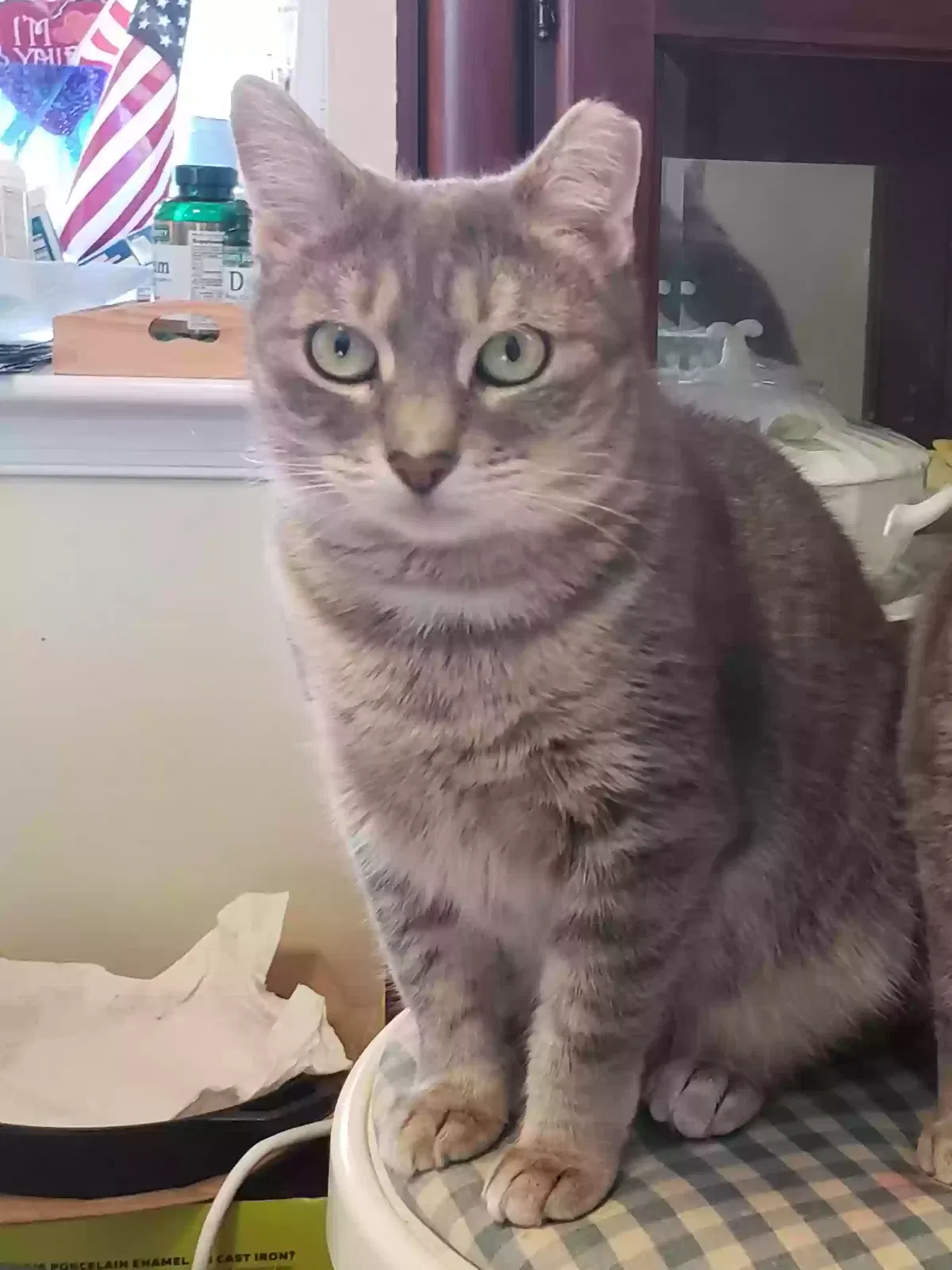 Lost cat in Somerville, NJ, 8876