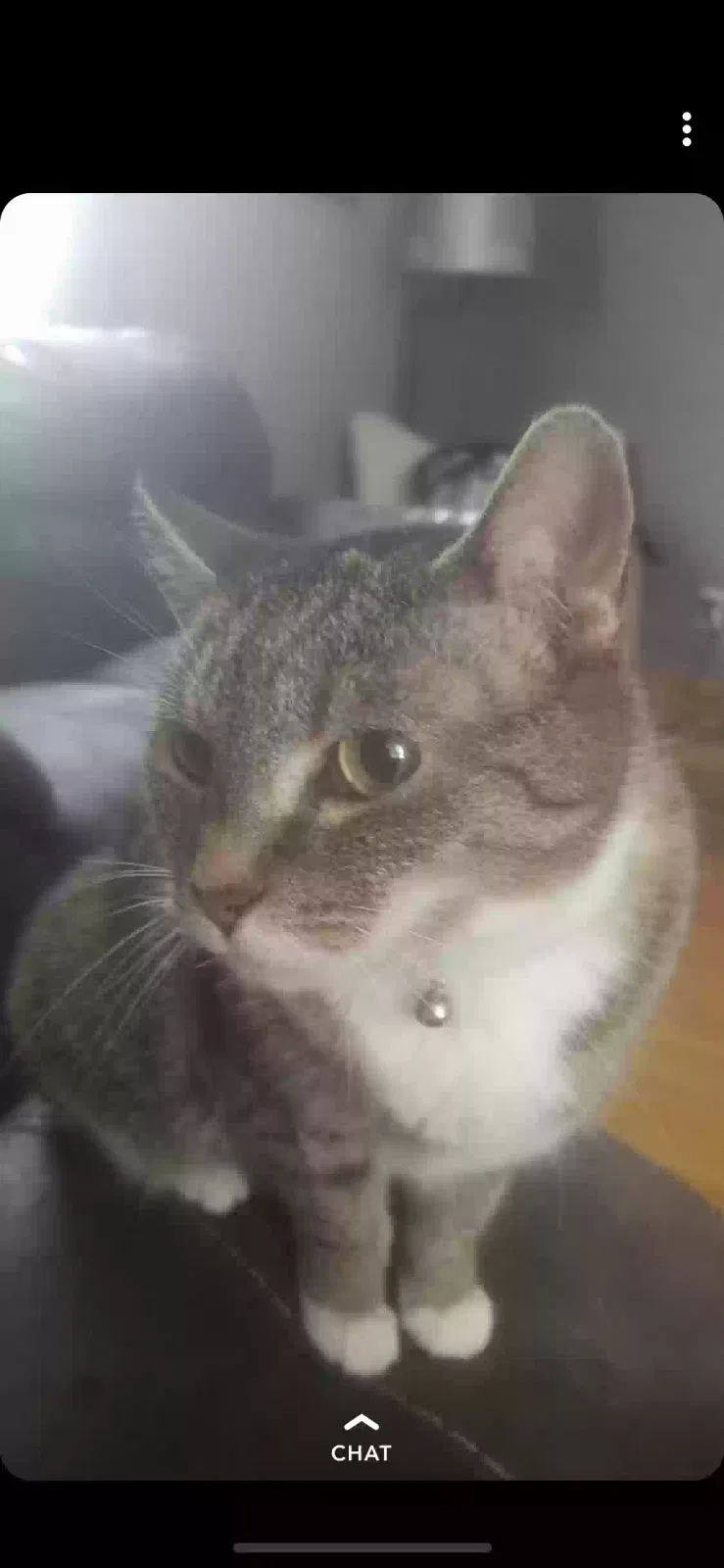 Lost cat in Rockford, IL, 61101