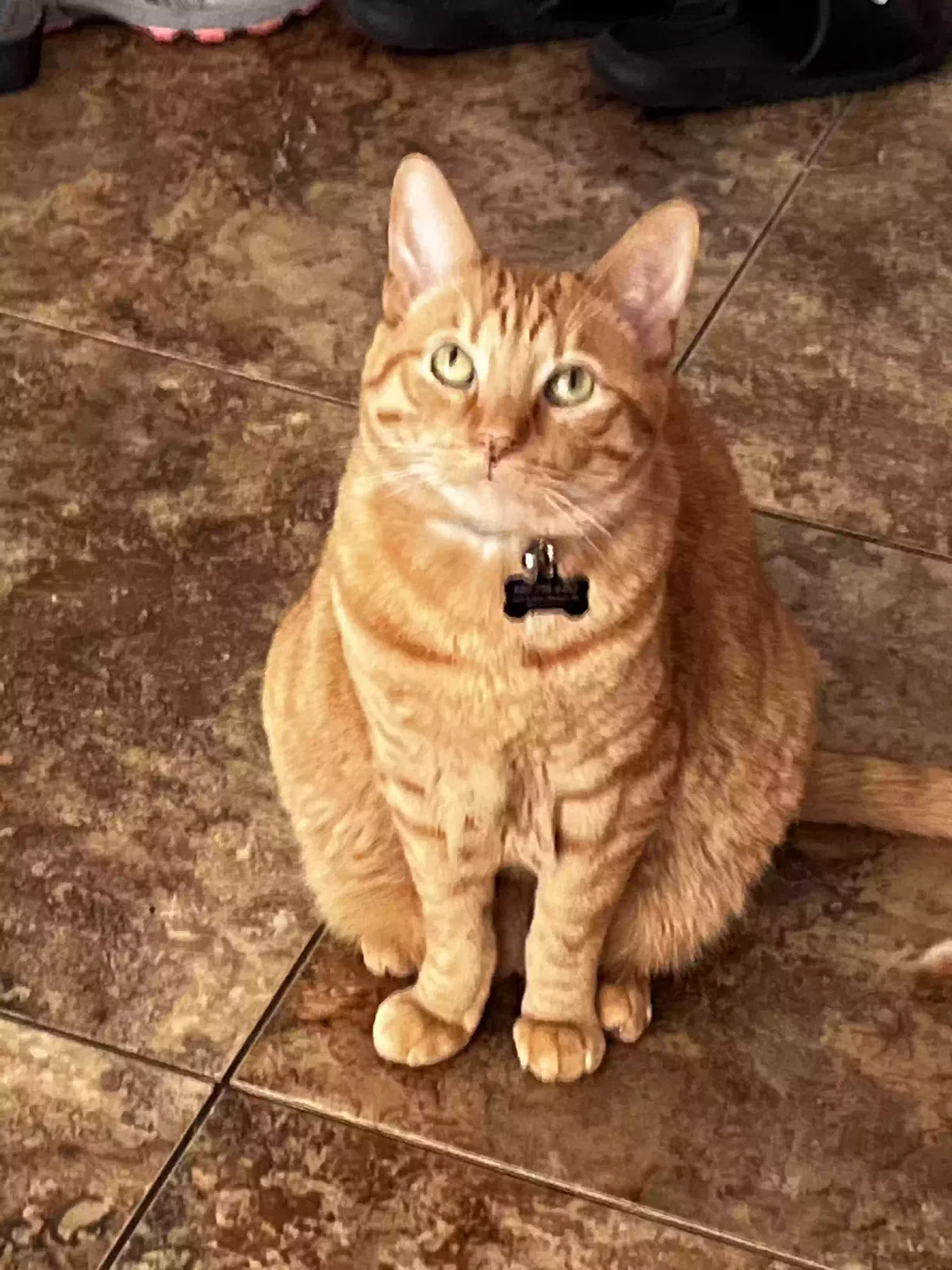 Lost cat in San Tan Valley, AZ, 85143