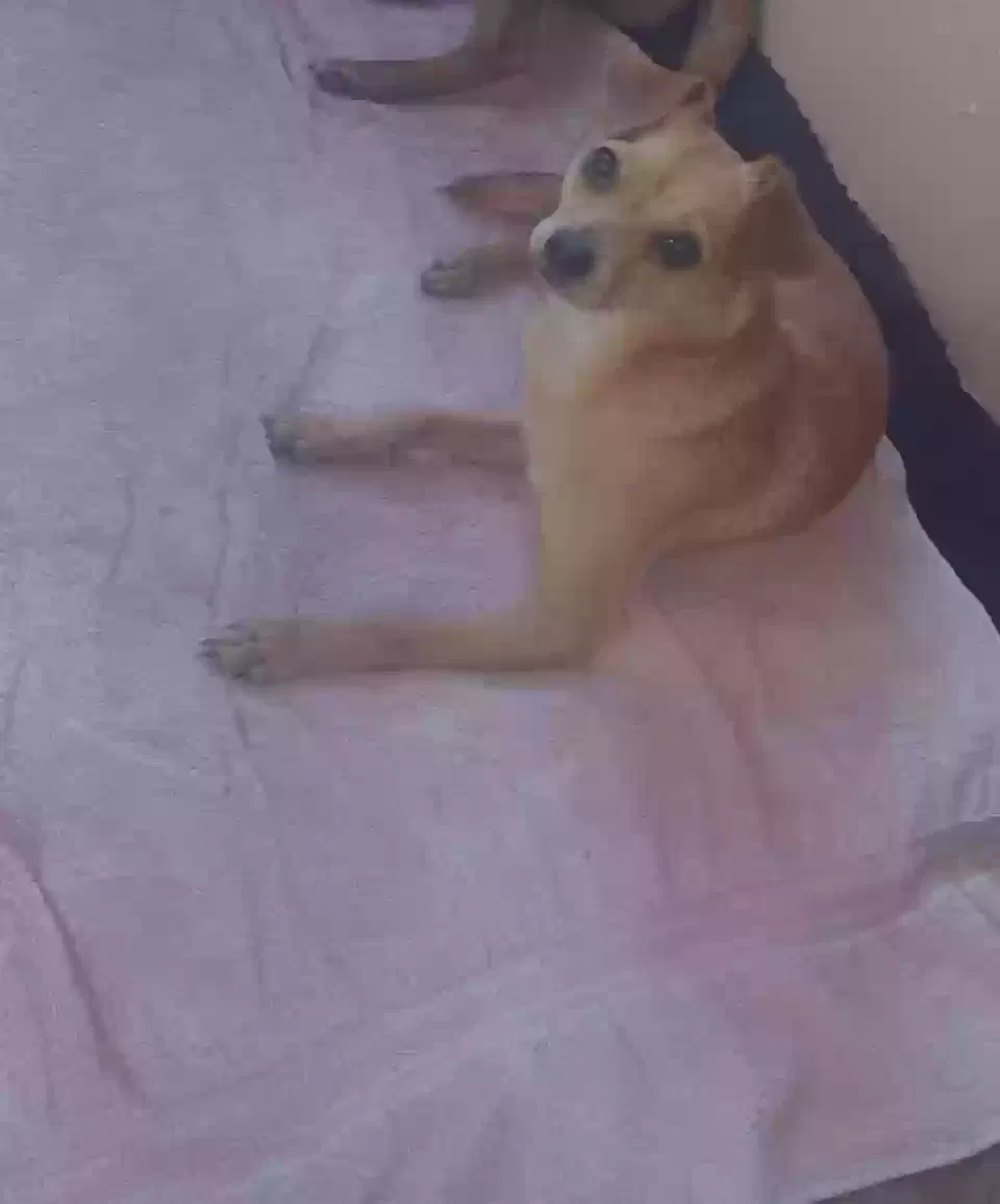 Lost dog in Huntington, WV, 25704