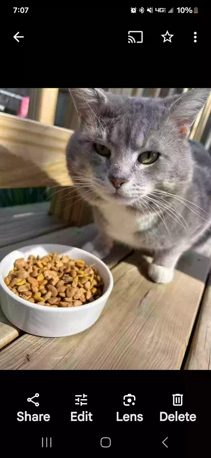 Lost cat in Morehead, KY, 40351