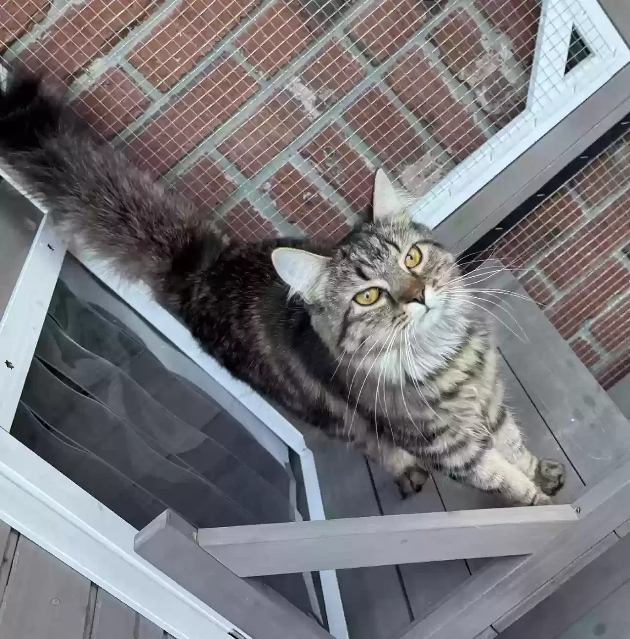 Lost cat in Kissimmee, FL, 34744