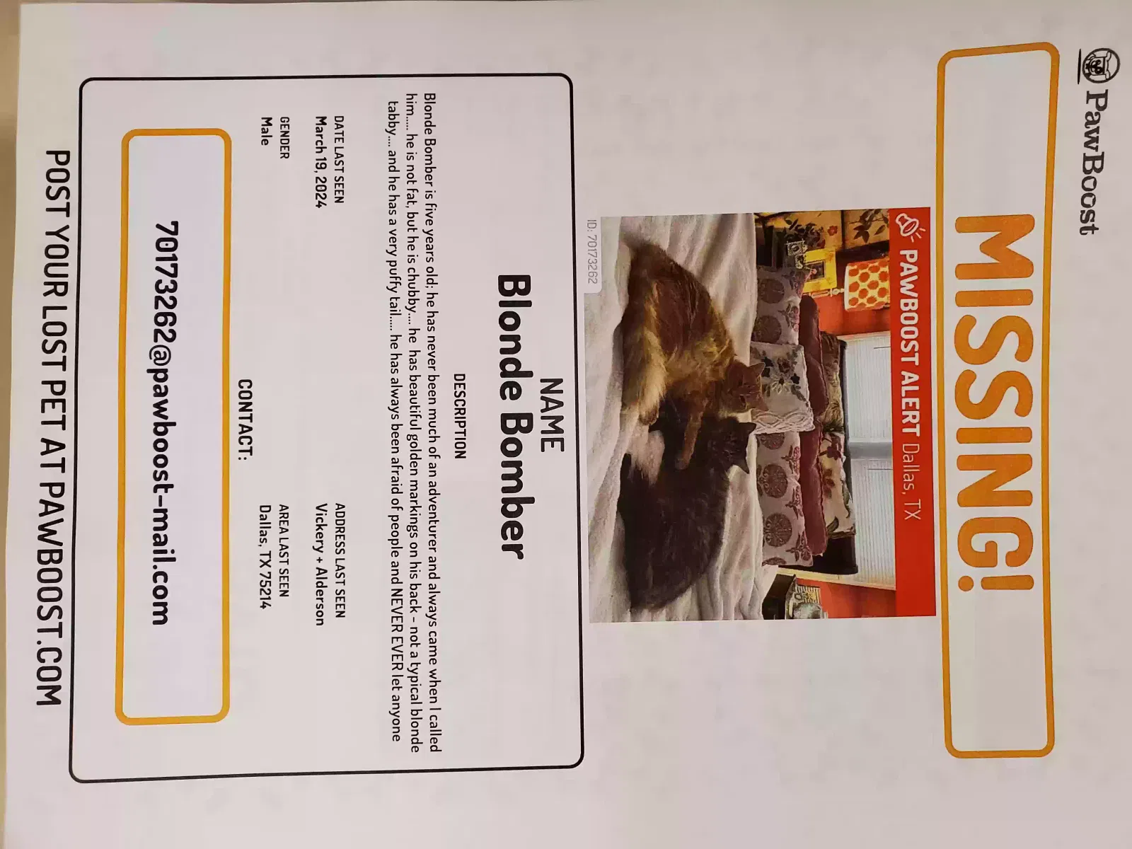 Lost cat in Dallas, TX, 75214
