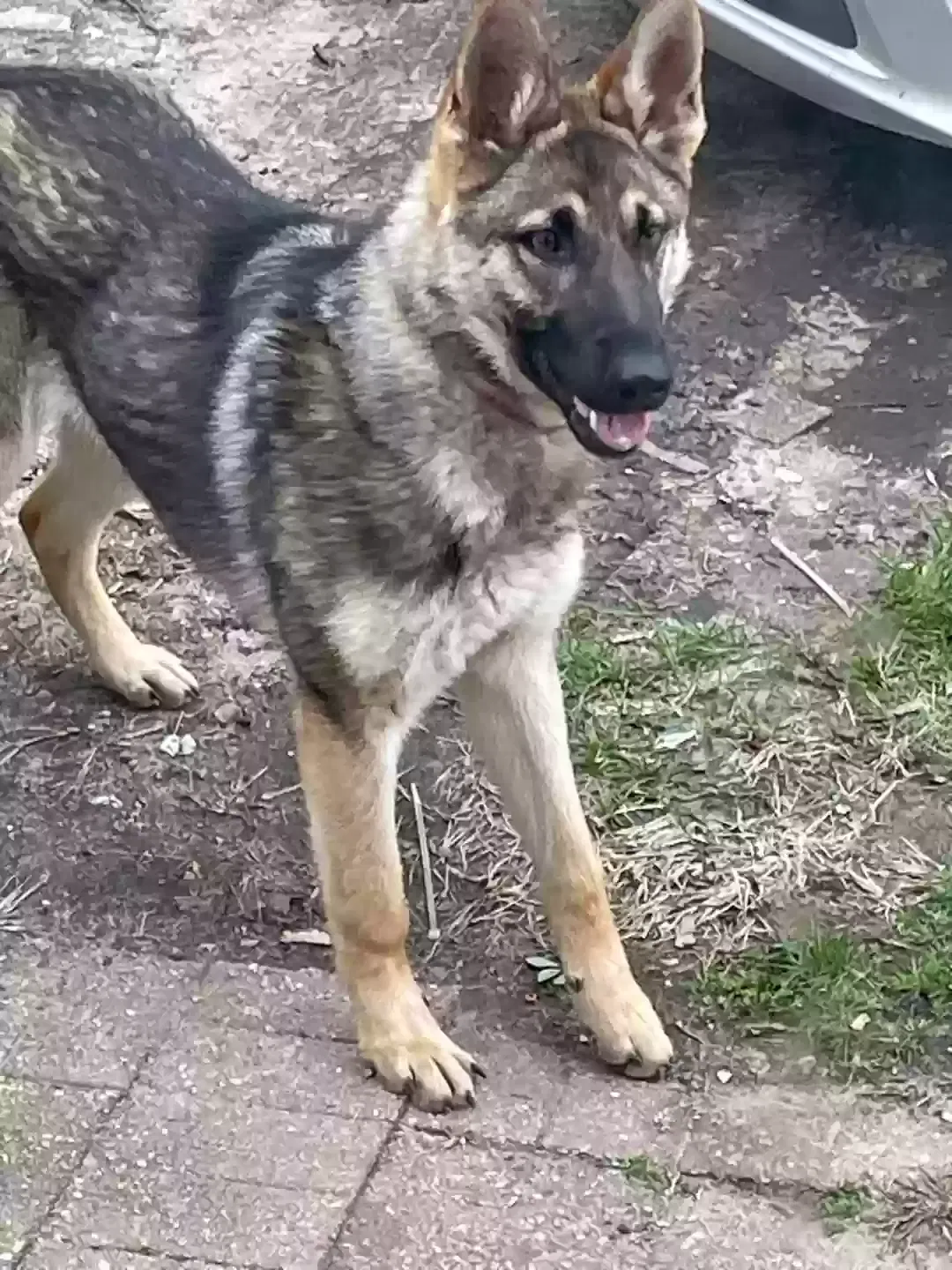 Lost dog in South Bend, IN, 46601