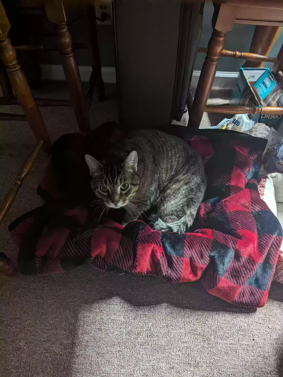 Lost cat in Lilburn, GA, 30047