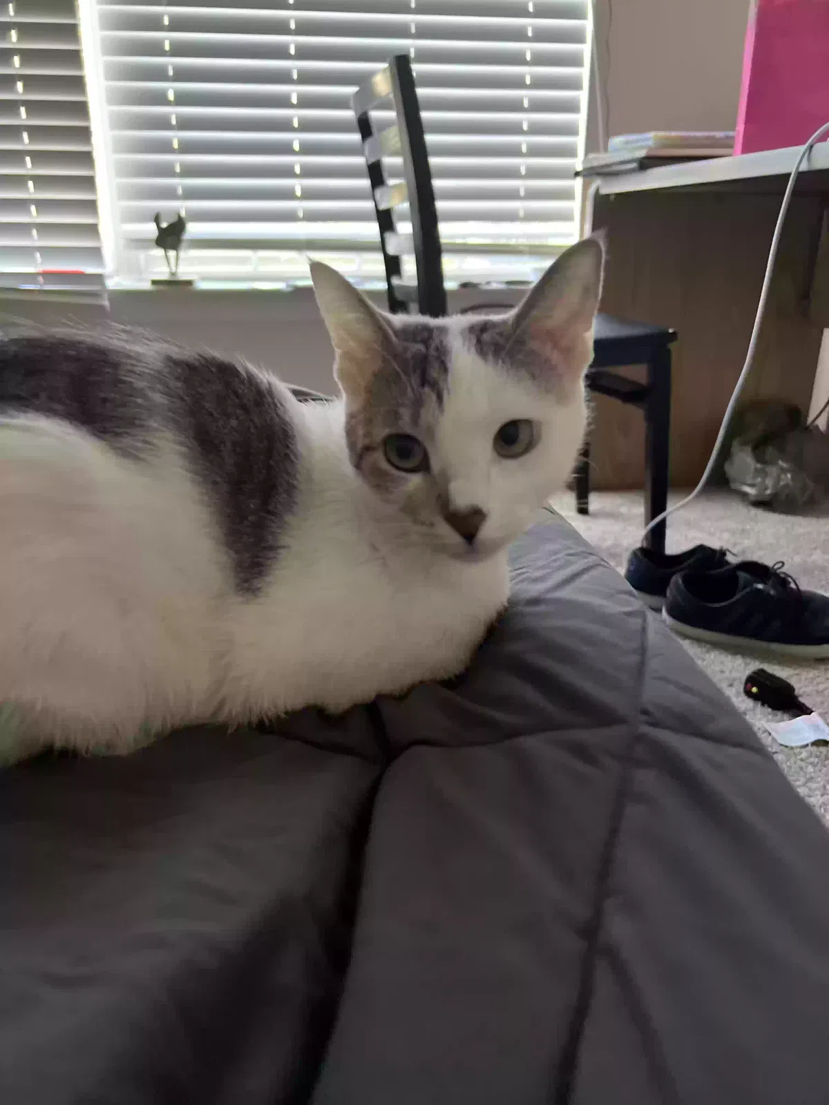 Lost cat in Charlotte, NC, 28270