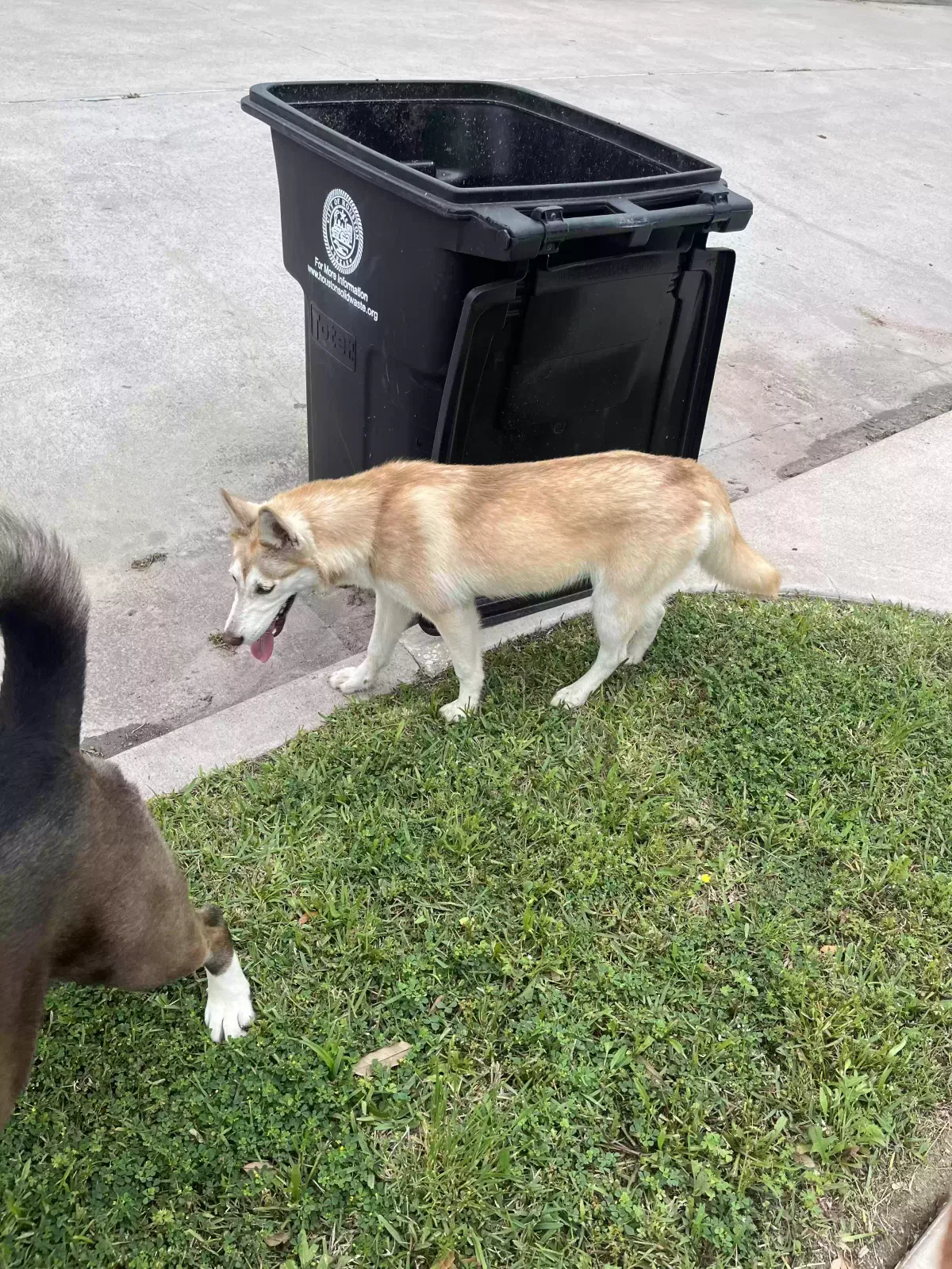 Found dog in Houston, TX, 77045