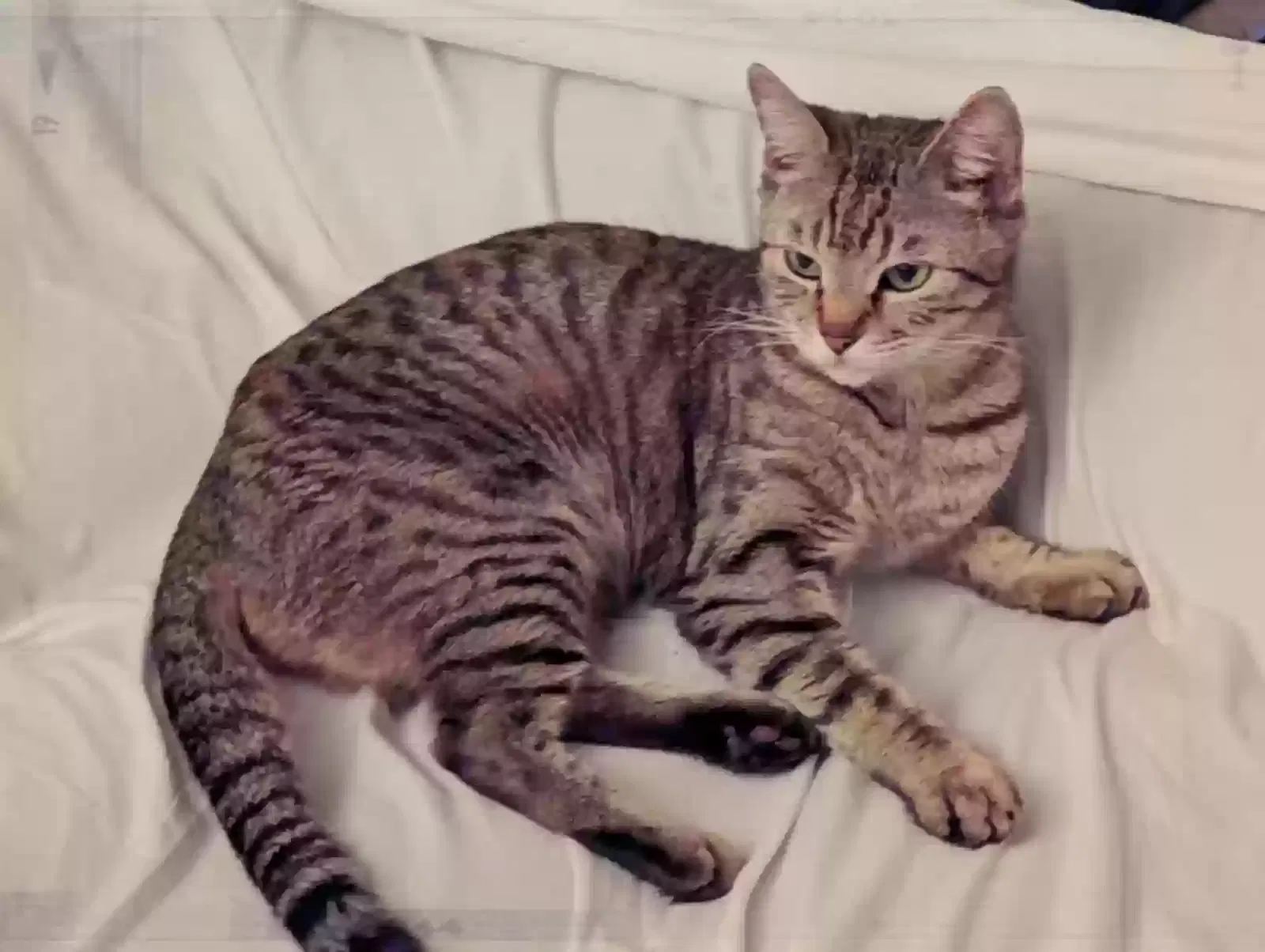 Lost cat in Upland, CA, 91786