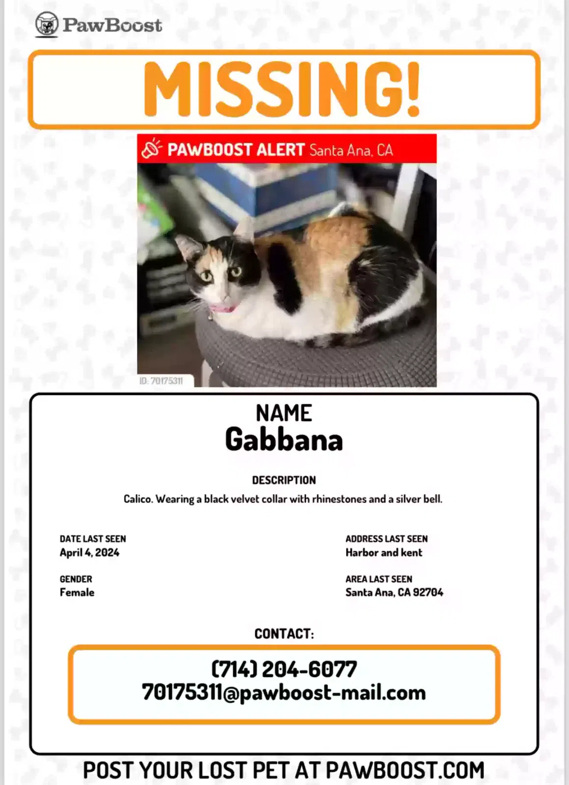 Lost cat in Santa Ana, CA, 92704