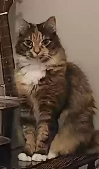 Lost cat in Dwight, IL, 60420