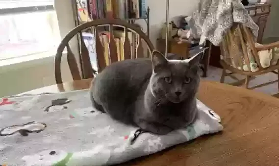 Lost cat in Temple, TX, 76502