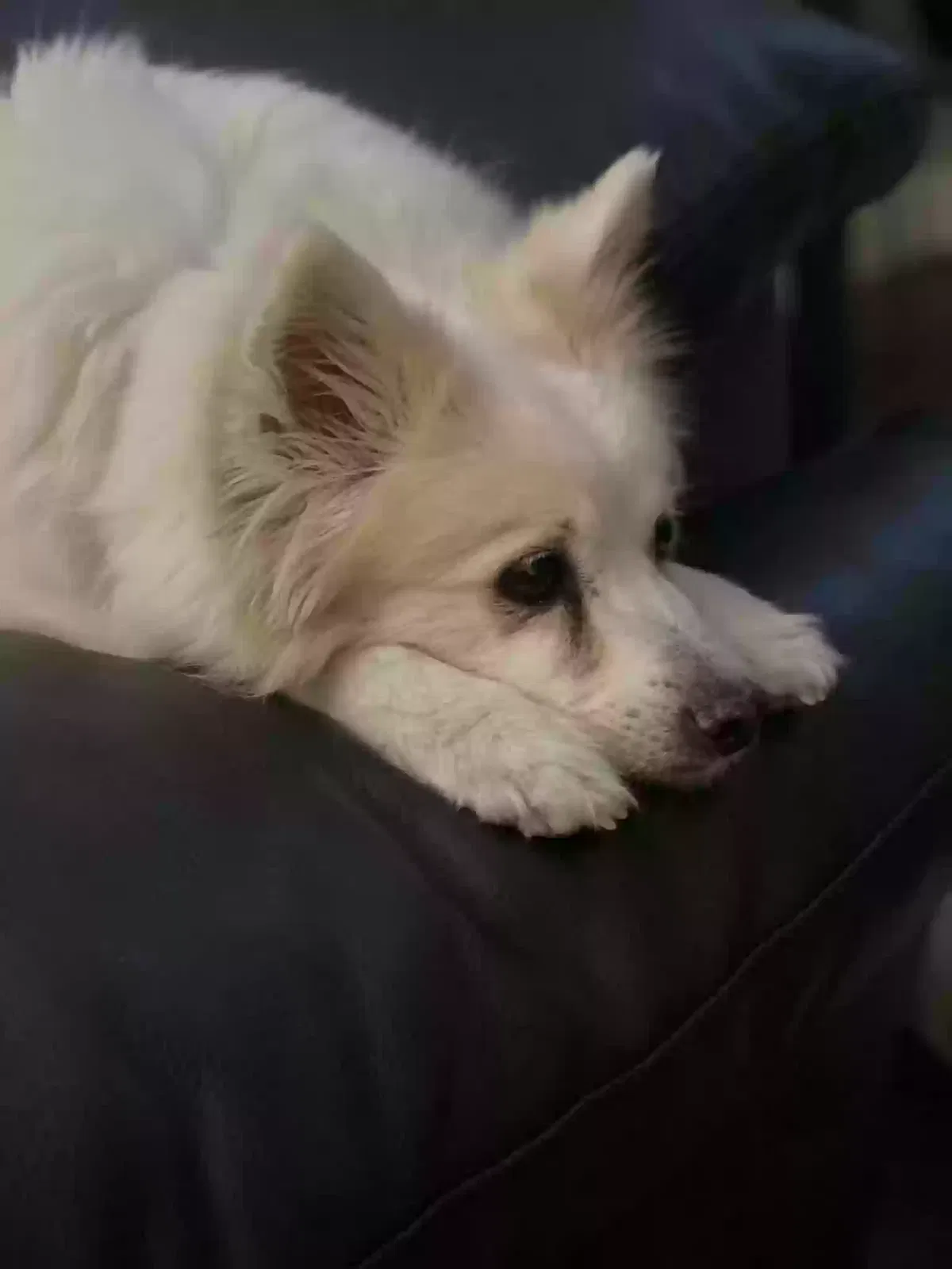 Lost dog in Las Vegas, NV, 89149