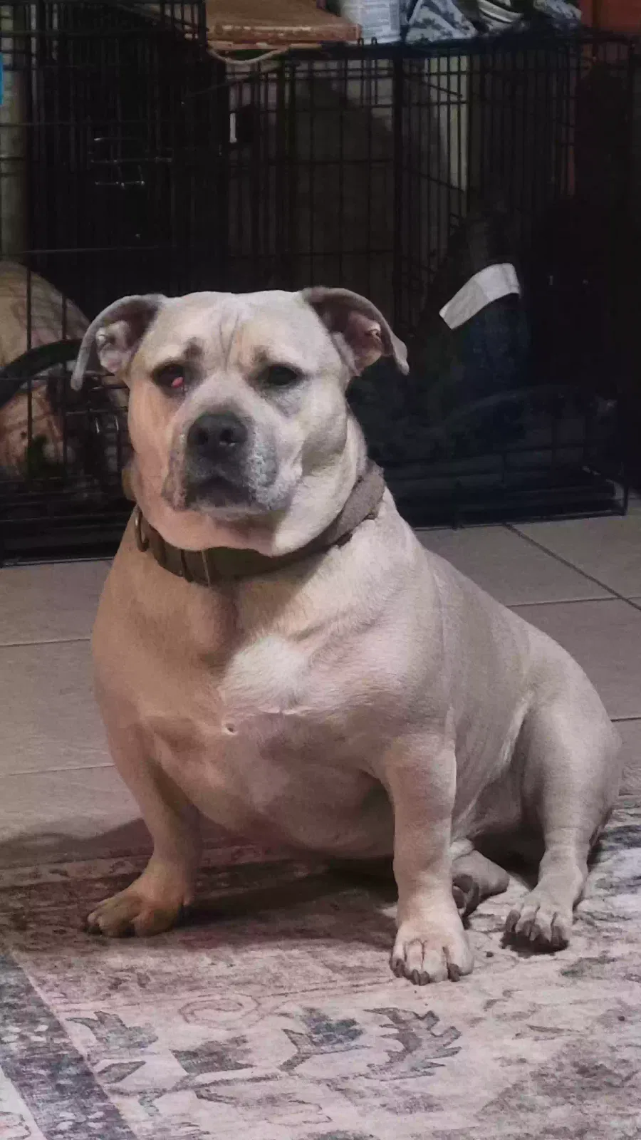 Lost dog in San Antonio, TX, 78223
