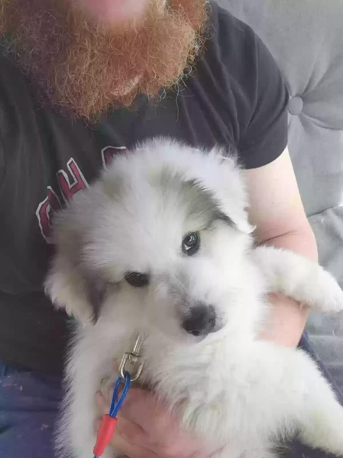 Lost dog in Concord, NC, 28025