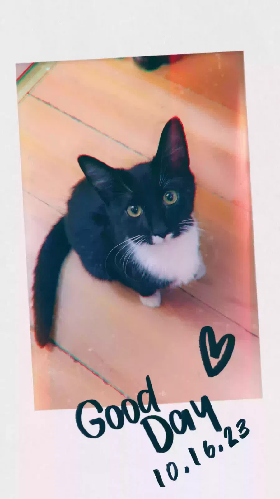 Lost cat in Erie, PA, 16503
