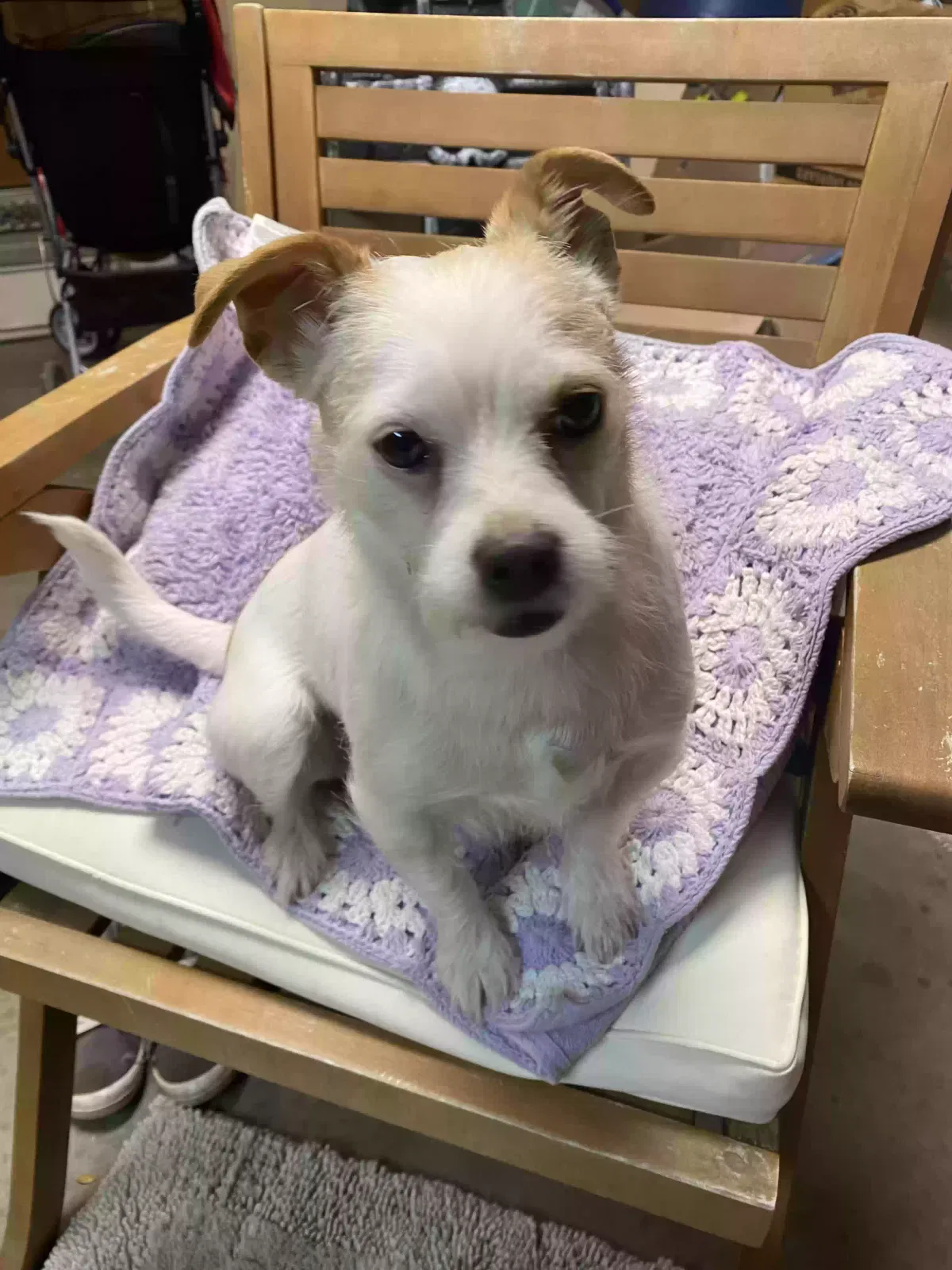 Lost dog in Canyon, TX, 79015