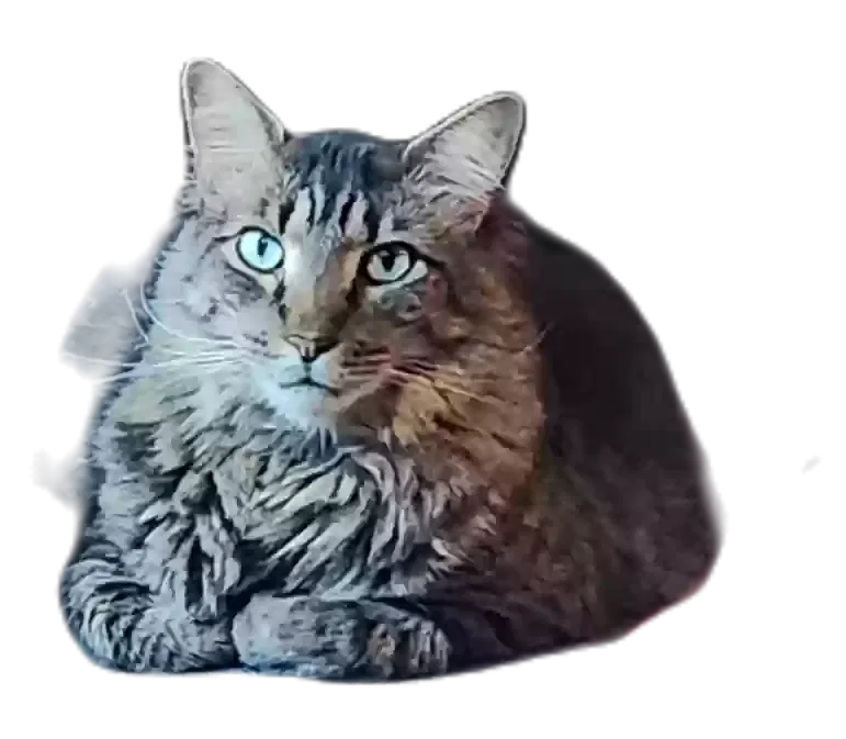Lost cat in Kingwood, TX, 77345