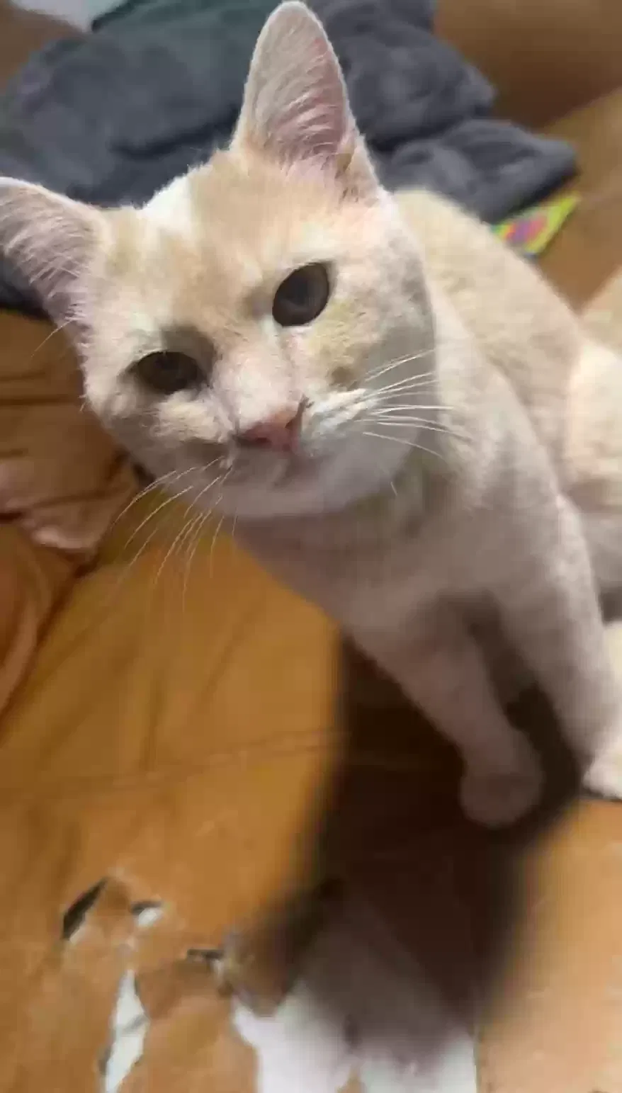 Lost cat in Lubbock, TX, 79416