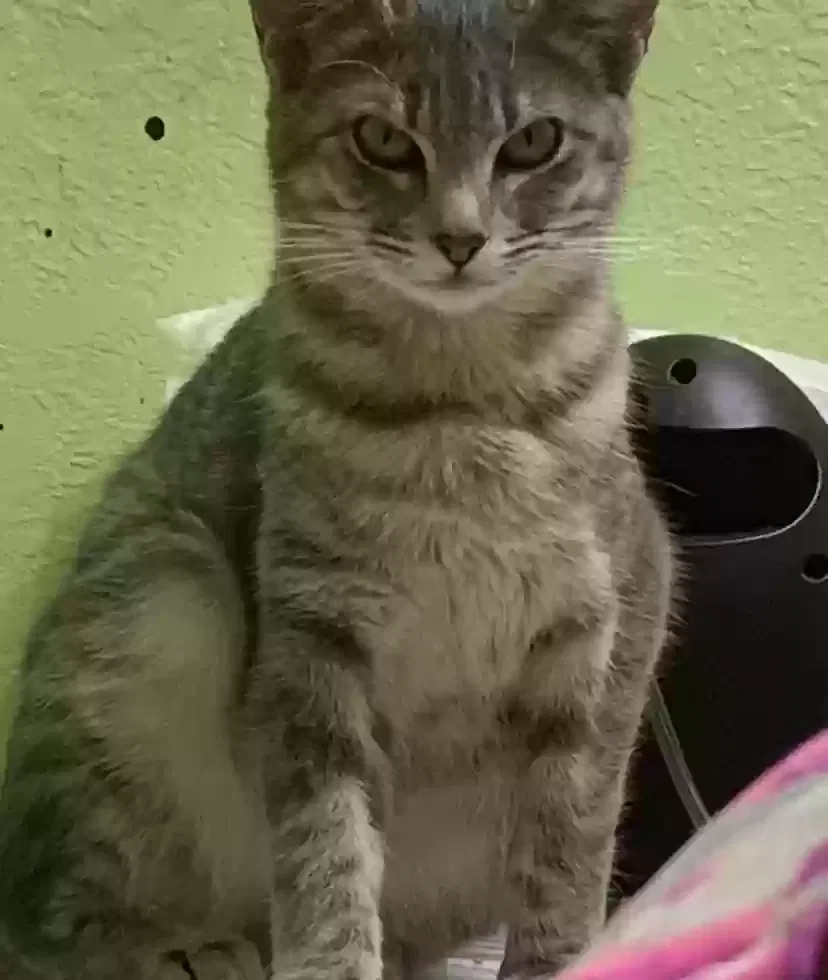 Lost cat in Vinita, OK, 74301