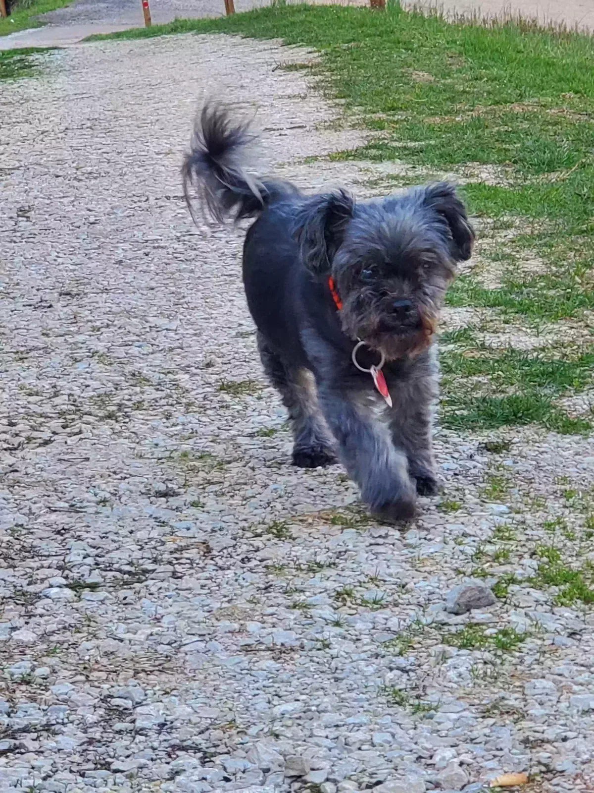 Lost dog in Spencer, WV, 25276