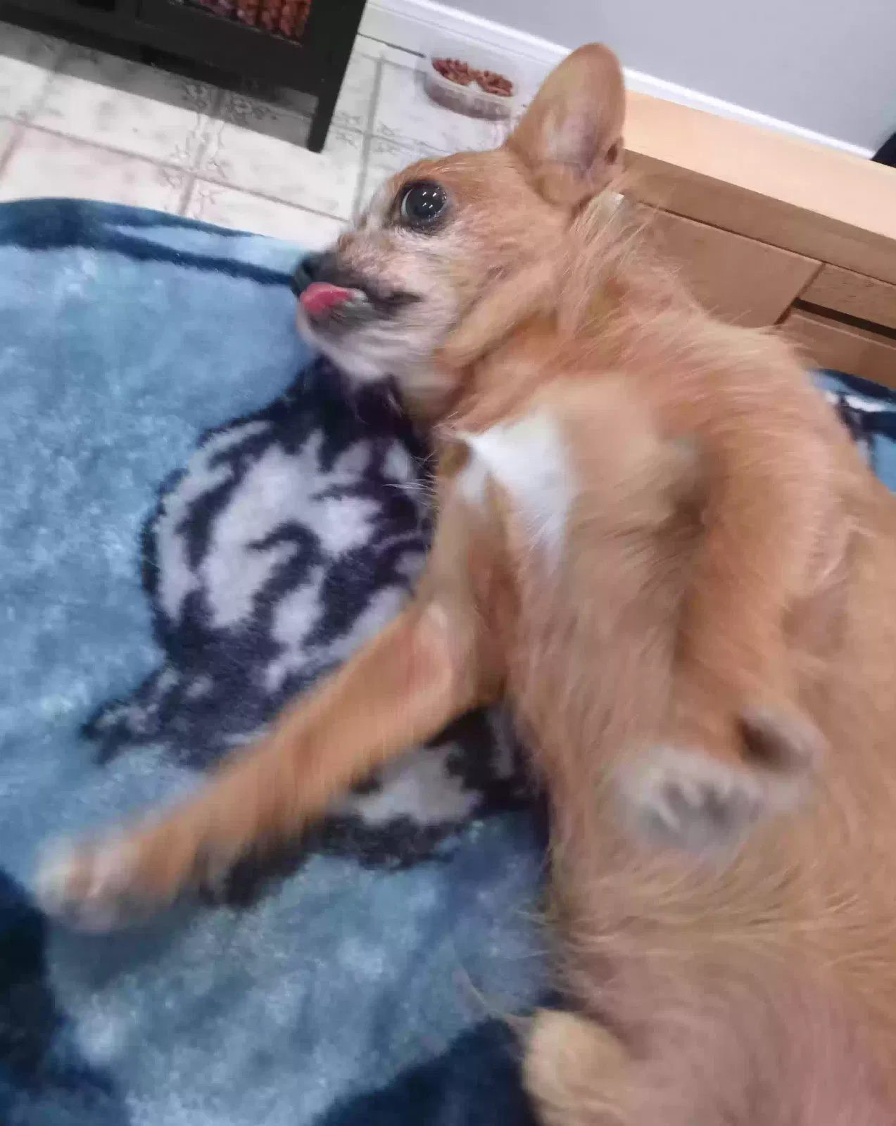 Lost dog in Cypress, TX, 77433