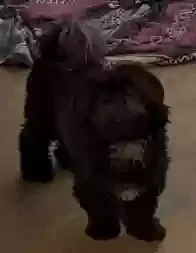 Lost dog in Tuscaloosa, AL, 35405