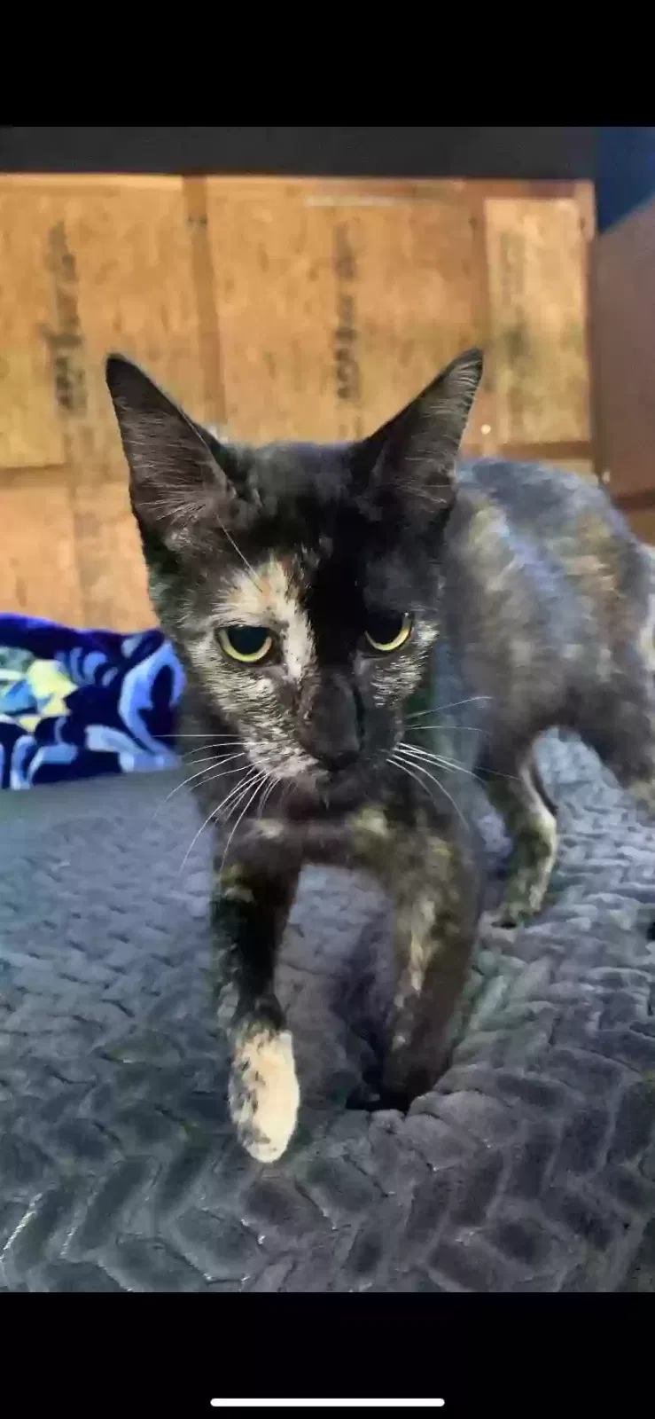 Lost cat in Downey, CA, 90241