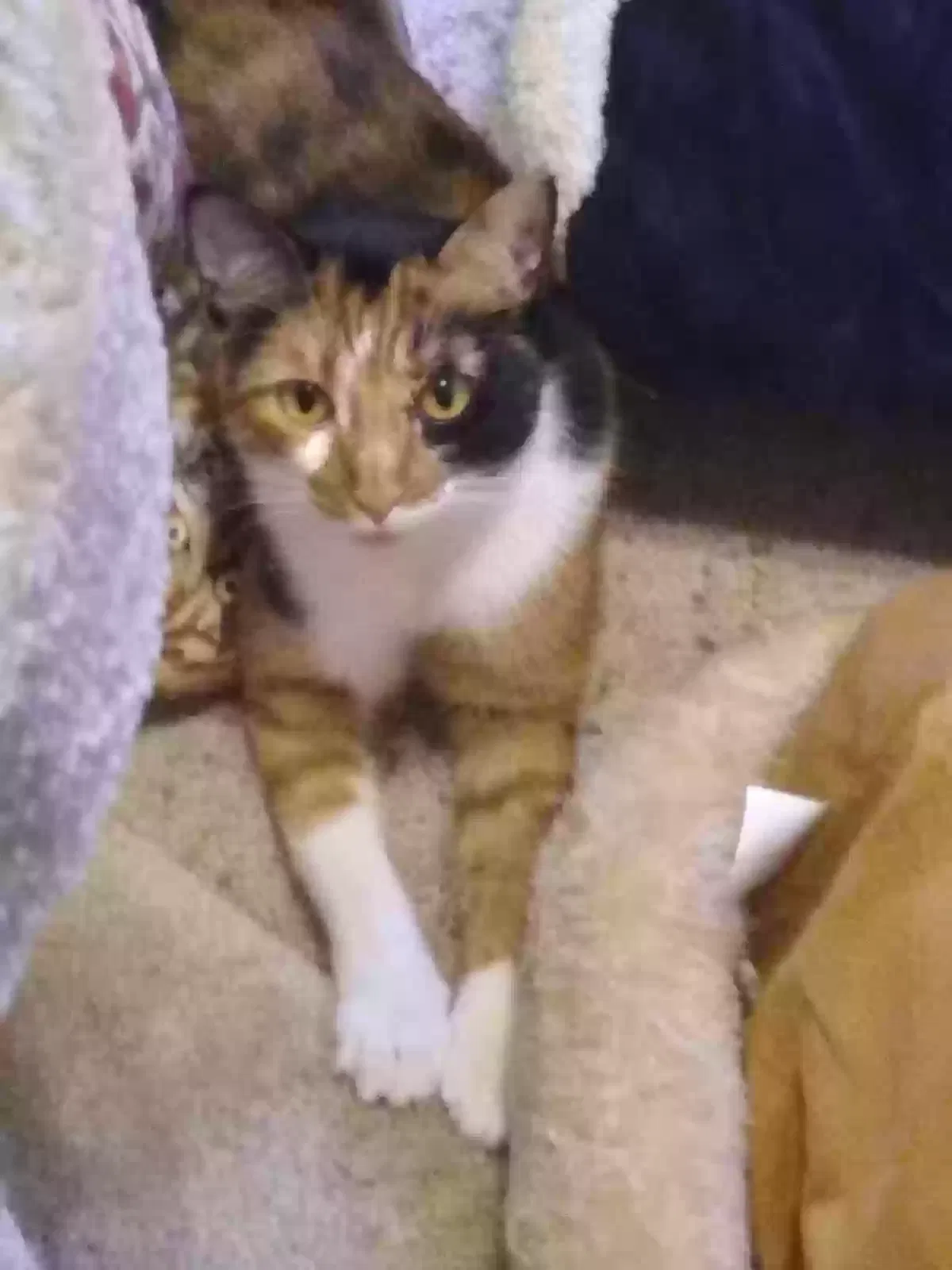 Lost cat in Dallas, TX, 75202