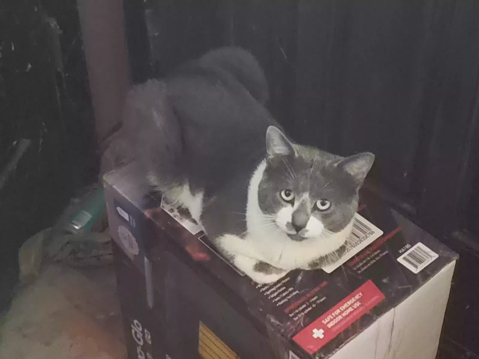 Lost cat in Decatur, GA, 30034