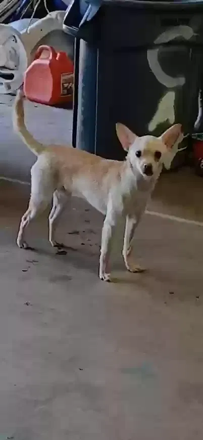 Lost dog in El Cajon, CA, 92020