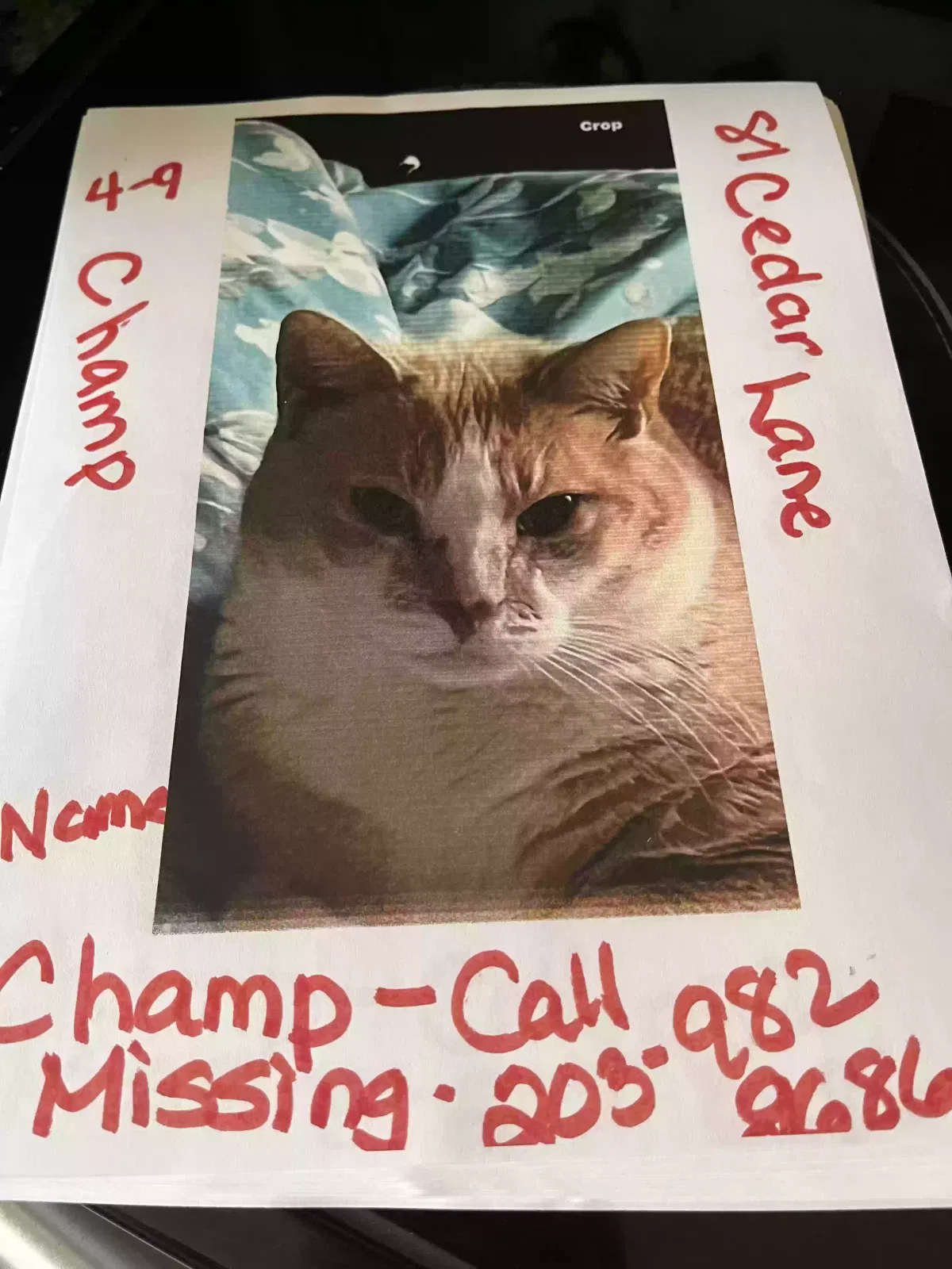 Lost cat in Beacon Falls, CT, 6403