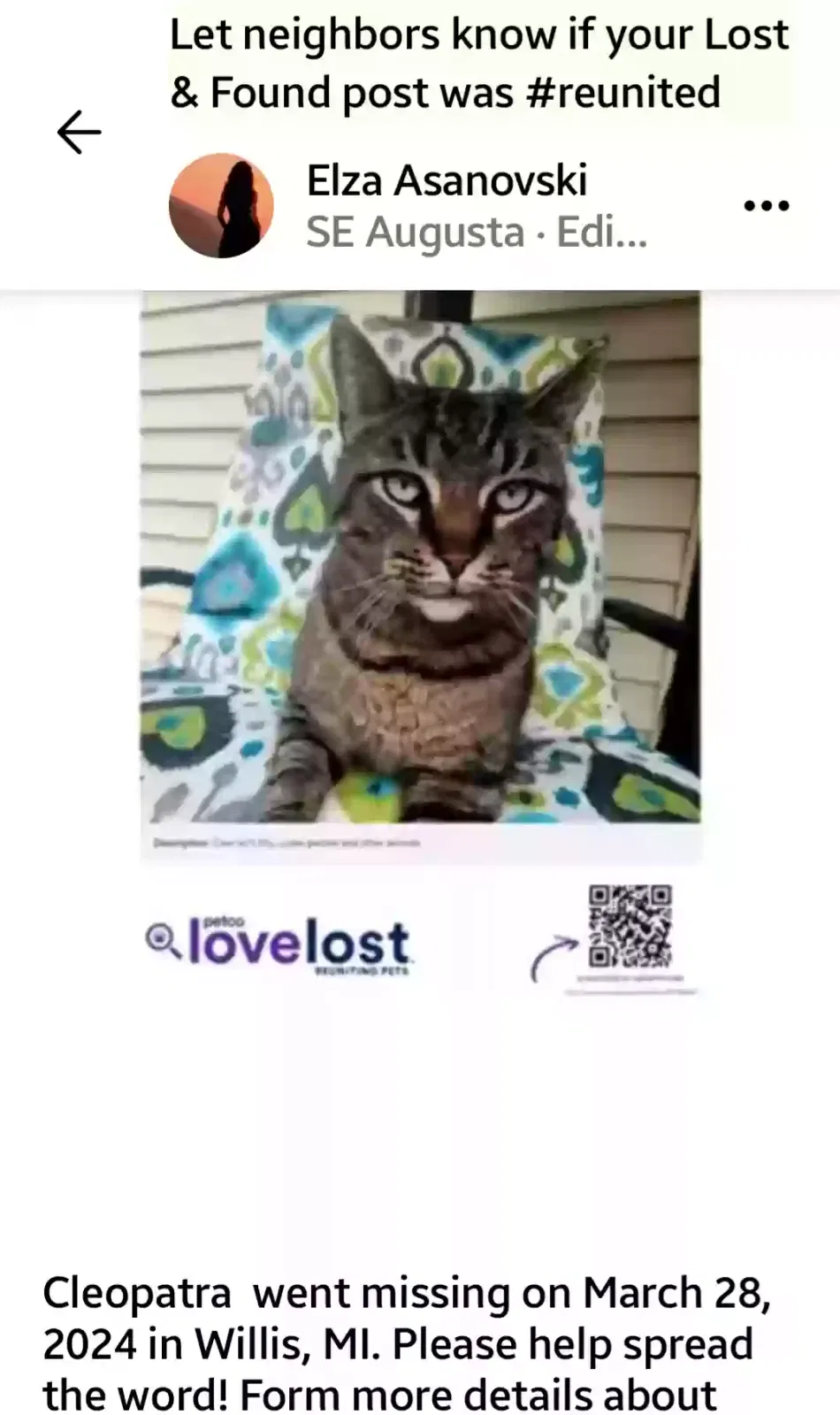 Lost cat in Willis, MI, 48191