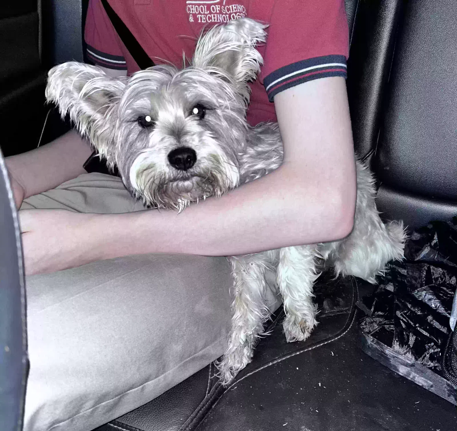 Found dog in Saint Hedwig, TX, 78152