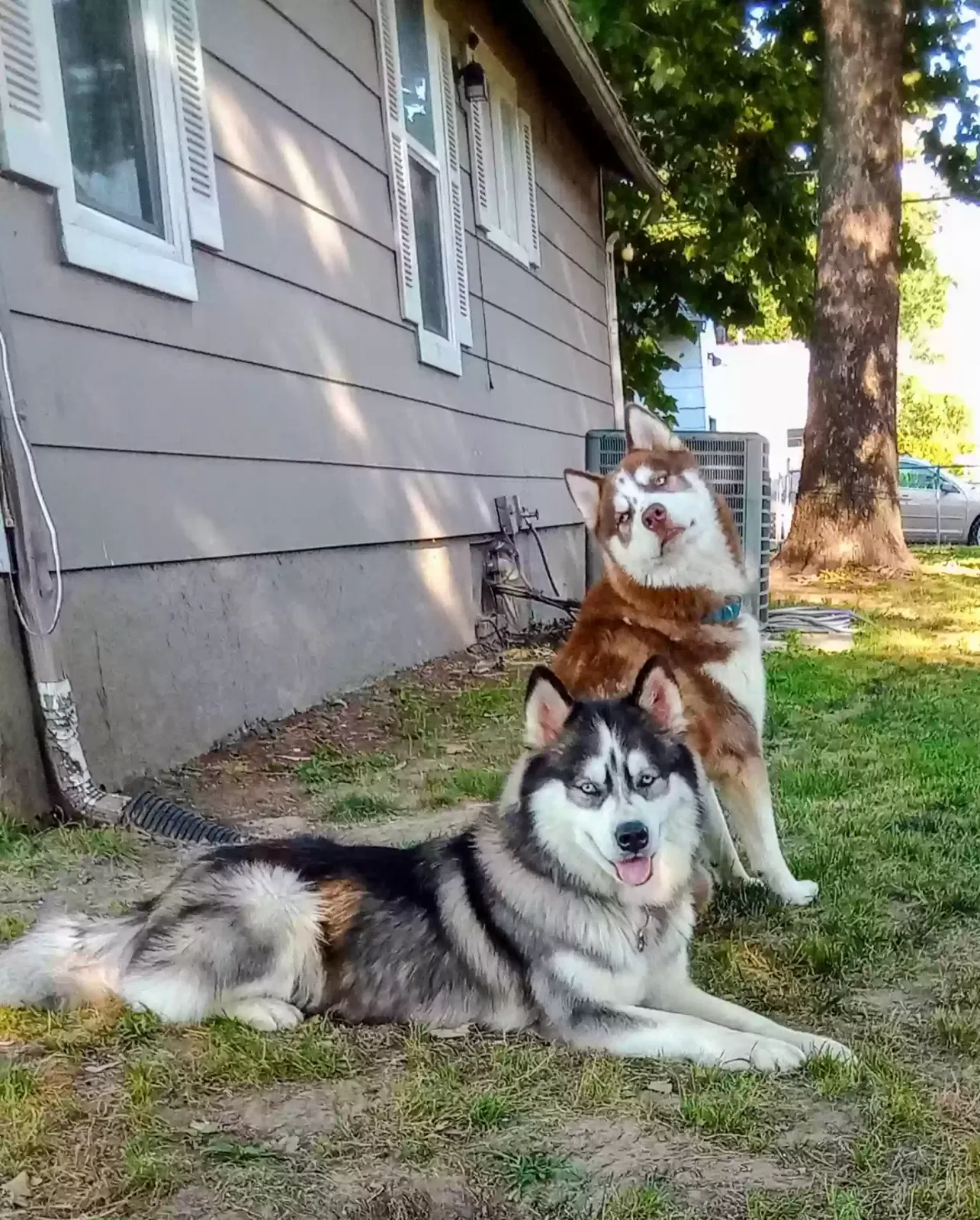 Lost dog in Joplin, MO, 64801
