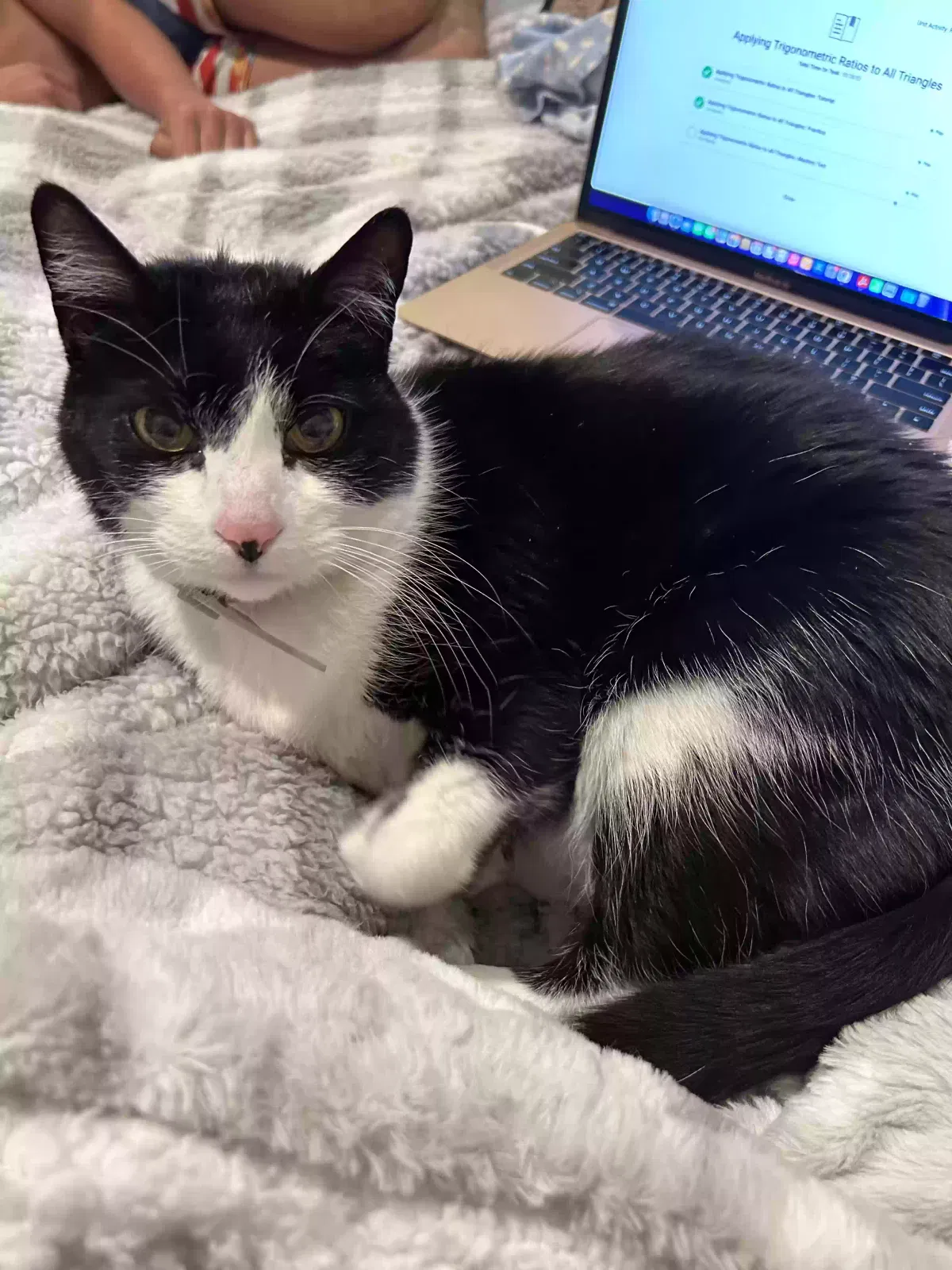 Lost cat in Riverside, CA, 92503