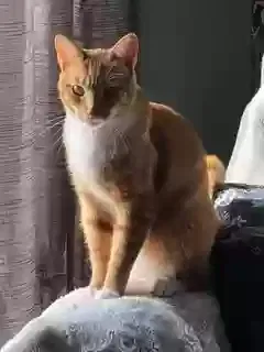 Lost cat in Washington, DC, 20001