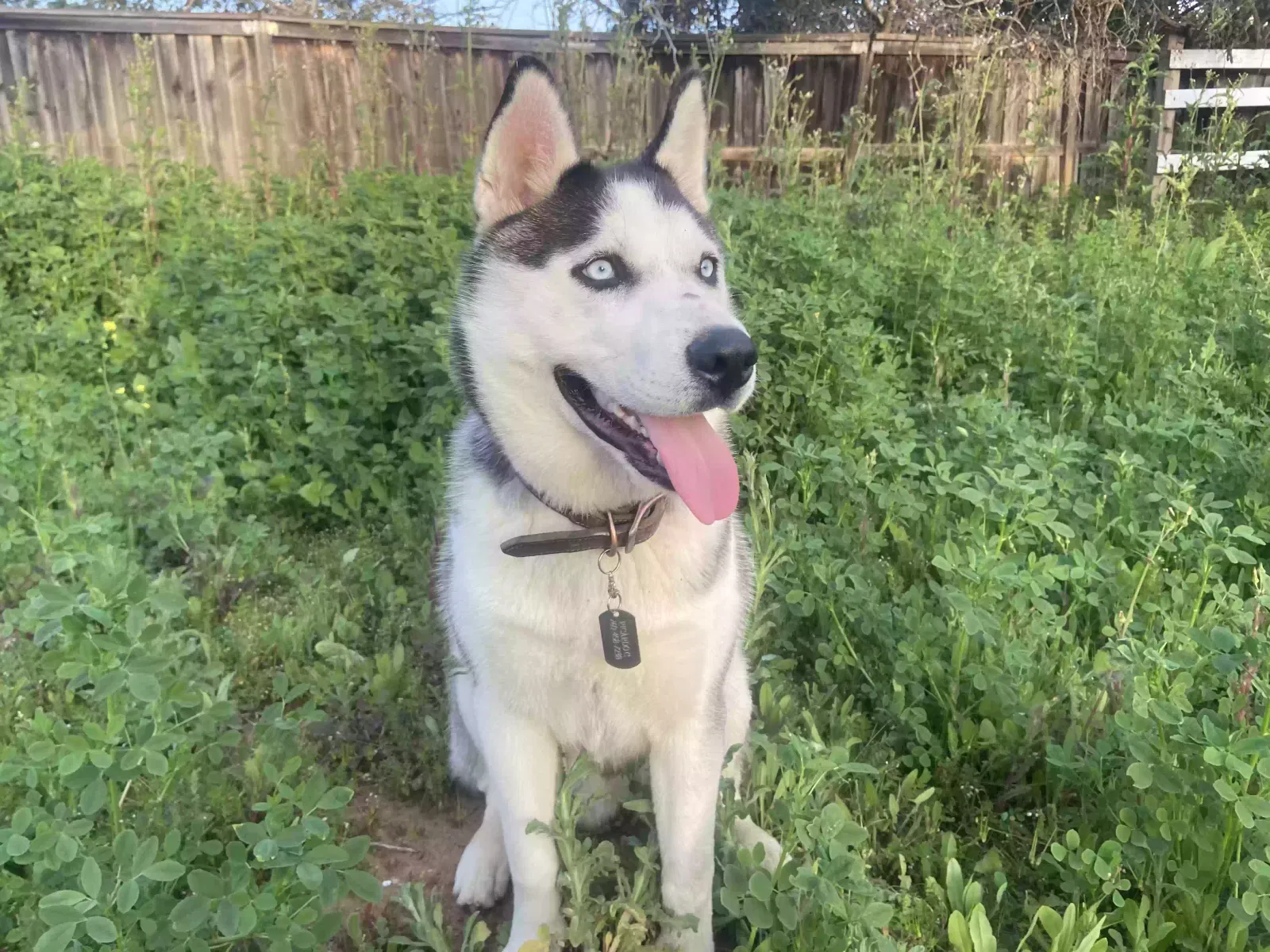 Lost dog in Vista, CA, 92084