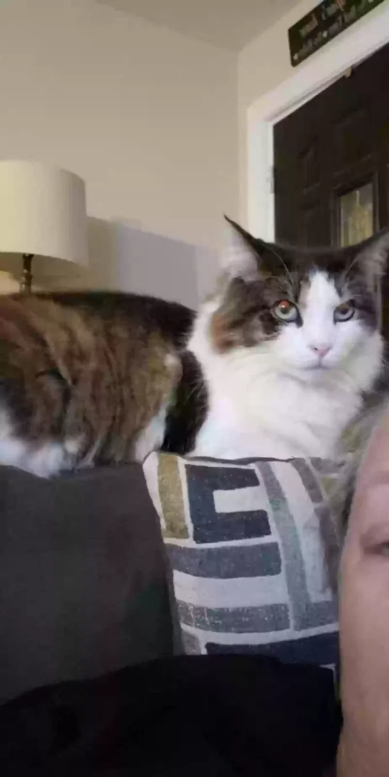 Lost cat in Maiden, NC, 28650
