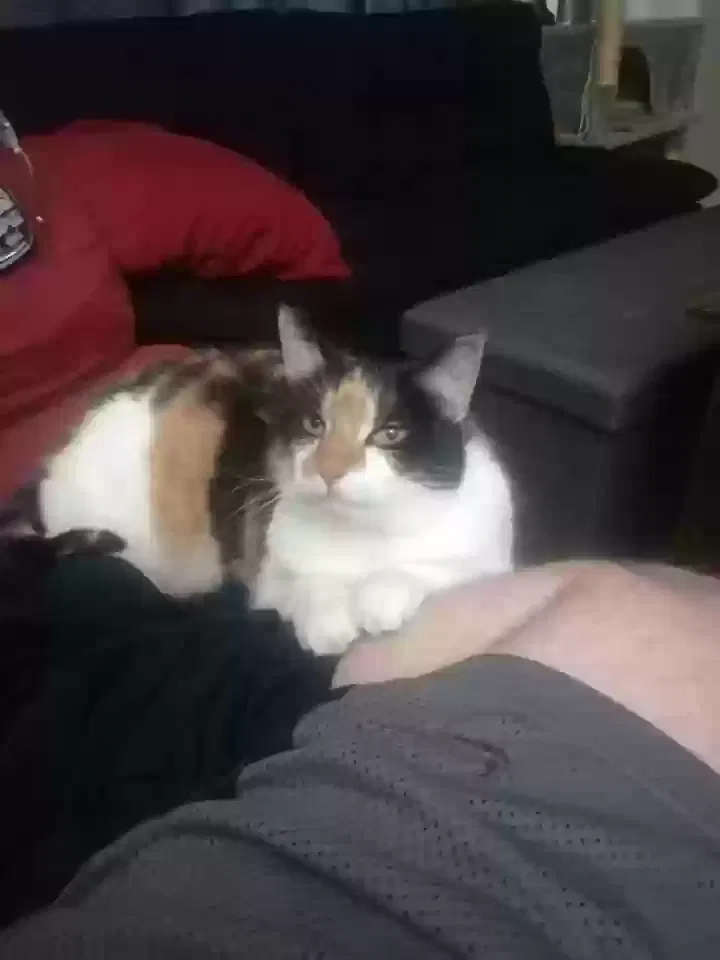 Lost cat in Akron, OH, 44306