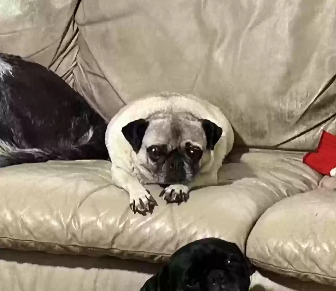 Lost dog in Caldwell, TX, 77836